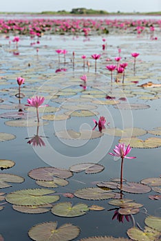 The sea of Red Lotus Pink water lilies lake - Beautiful Nature Landscape red Lotus sea in the morning with fog blurred