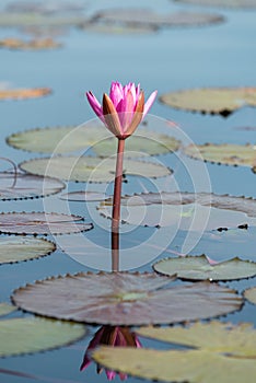 The sea of Red Lotus Pink water lilies lake - Beautiful Nature Landscape red Lotus sea in the morning with fog blurred