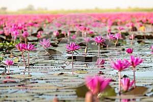 The sea of Red Lotus Pink water lilies lake - Beautiful Nature Landscape red Lotus sea in the morning with fog blurred