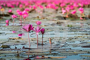 The sea of Red Lotus Pink water lilies lake - Beautiful Nature Landscape red Lotus sea in the morning with fog blurred