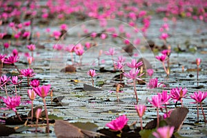 The sea of Red Lotus Pink water lilies lake - Beautiful Nature Landscape red Lotus sea in the morning with fog blurred