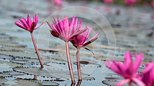 The sea of Red Lotus Pink water lilies lake - Beautiful Nature Landscape red Lotus sea in the morning with fog blurred