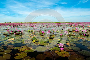 The sea of Red Lotus Pink water lilies lake - Beautiful Nature Landscape red Lotus sea in the morning with fog blurred