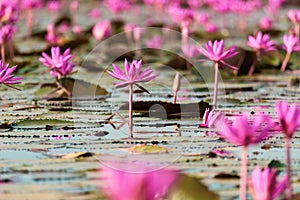 The sea of Red Lotus Pink water lilies lake - Beautiful Nature Landscape red Lotus sea in the morning with fog blurred