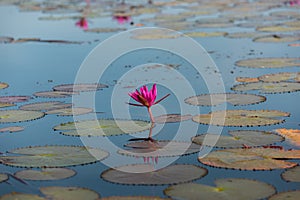 The sea of Red Lotus Pink water lilies lake - Beautiful Nature Landscape red Lotus sea in the morning with fog blurred