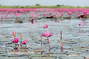 The sea of Red Lotus Pink water lilies lake - Beautiful Nature Landscape red Lotus sea in the morning with fog blurred