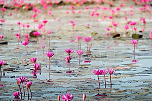 The sea of Red Lotus Pink water lilies lake - Beautiful Nature Landscape red Lotus sea in the morning with fog blurred