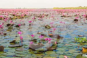 The sea of Red Lotus Pink water lilies lake - Beautiful Nature Landscape red Lotus sea in the morning with fog blurred