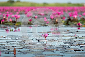 The sea of Red Lotus Pink water lilies lake - Beautiful Nature Landscape red Lotus sea in the morning with fog blurred