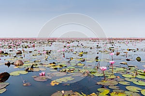 Sea of red lotus in Udon Thani, Thailand