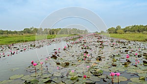 The sea of red lotus or water lily