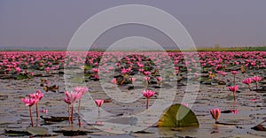 Sea of red lotuses in Thailand