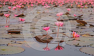 Sea of red lotuses in Thailand