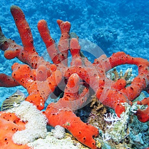 Sea red sponge with at the bottom of tropical sea