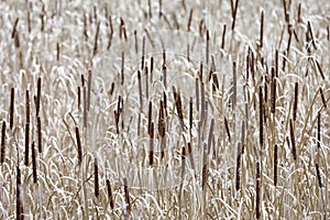 Sea of reed-mace in autumn