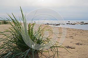 Sea reeds on a empty beach