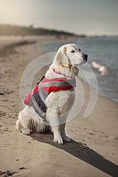 A sea rescue dog that saves people\'s lives. vigilance and care in case of an accident, providing help. Always ready.