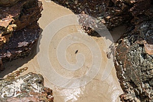 The sea Roach bug or sea slater