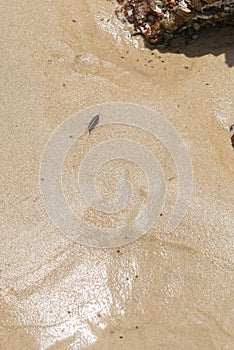 The sea Roach bug or sea slater