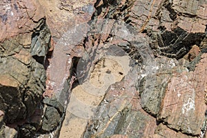 The sea Roach bug or sea slater