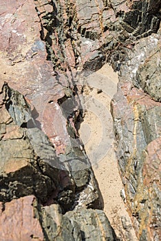 The sea Roach bug or sea slater