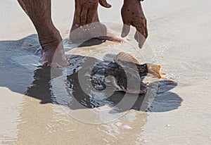 Sea Robin fish being let go on the beach