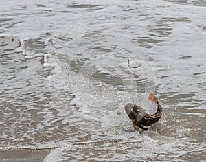 Sea Robin with fish hook in mouth on the shore jumping