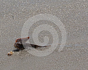 Sea Robin on the sand hooked on a fishermans line