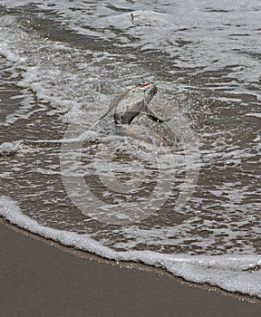 Sea Robin splashing on shore with fish hook still in mouth