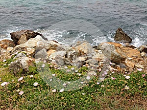 Sea-rock-plants coexist together