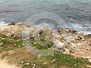 Sea-rock-plants coexist together photo