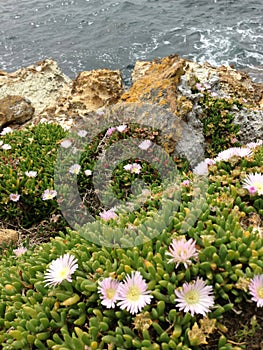 Sea-rock-plants coexist together