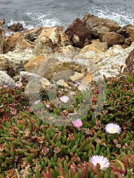 Sea-rock-plants living together