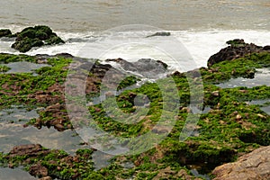 Sea rocks covered with green algae against sea in the background. Seascape