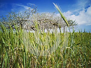 Photography of fig tree and wheat with blue sky