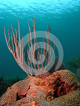 Sea Rod Coral