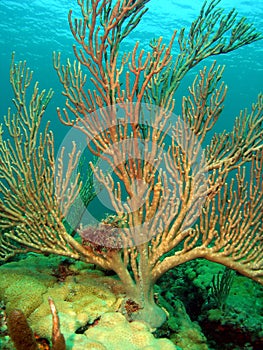 Sea Rod Coral