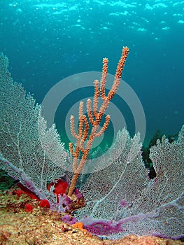 Sea Rod and Fan Coral photo
