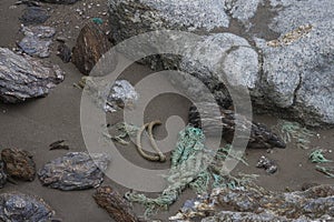 Sea Rubish Marine Debris Devon coast