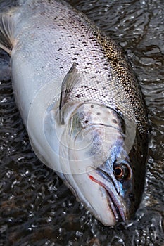 Sea run brown trout