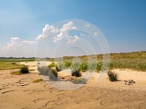 Sea rush, reed, cordgrass and marram grass in nature reserve Kwade Hoek, Goeree, Zuid-Holland, Netherlands