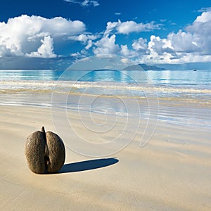 Sea's coconuts (coco de mer) on beach at Seychelles