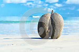 Sea's coconuts (coco de mer) on beach at Seychelles