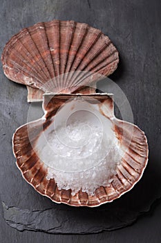 Sea salt in scallop sea shell on black rock