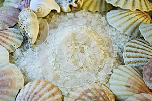Sea salt and seashells