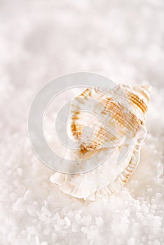 Sea salt in sea shell on salt crystalls photo