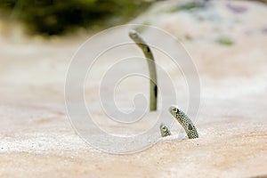 Sea sand eel