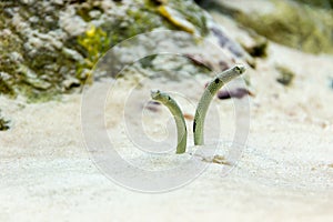 Sea sand eel