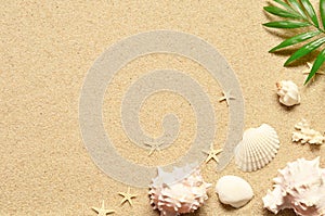 Sea sand with starfish and shells. Top view with copy space.