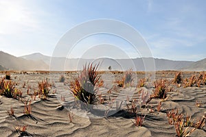 Sea of Sand, Tengger massif, East Java, Indonesia